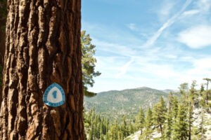 Tahoe Rim mountain biking trail tree with scenic view